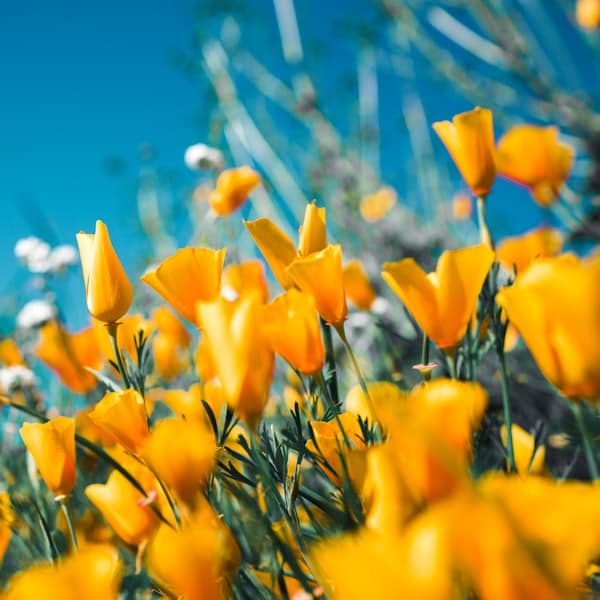 Blumen